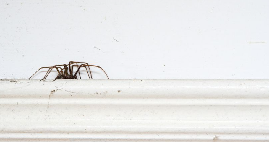 Kamera e iPhone-s tuaj mund të zbulojë nëse një merimangë është e rrezikshme apo jo